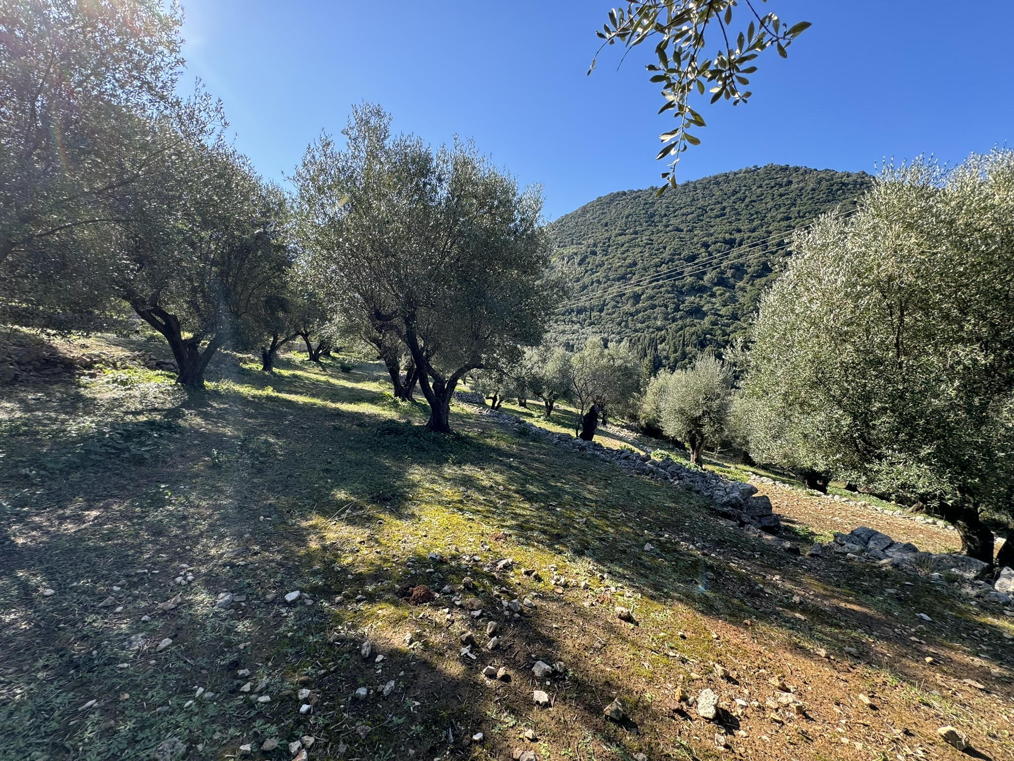 Olive groves and landscape of land for sale on Ithaca Greece, Piso Aetos