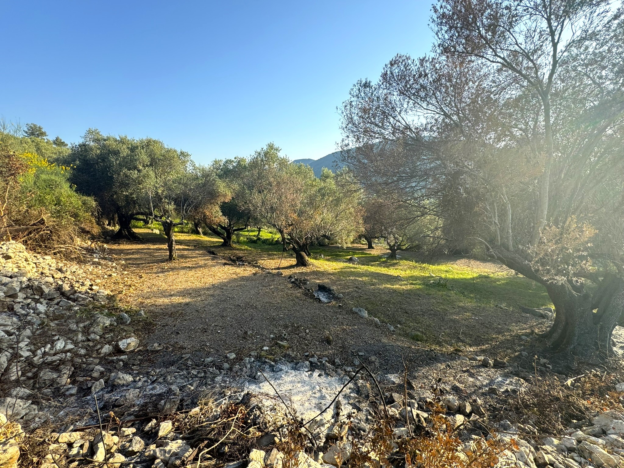 Landscape and terrain of land for sale in Ithaca Greece Pilikata