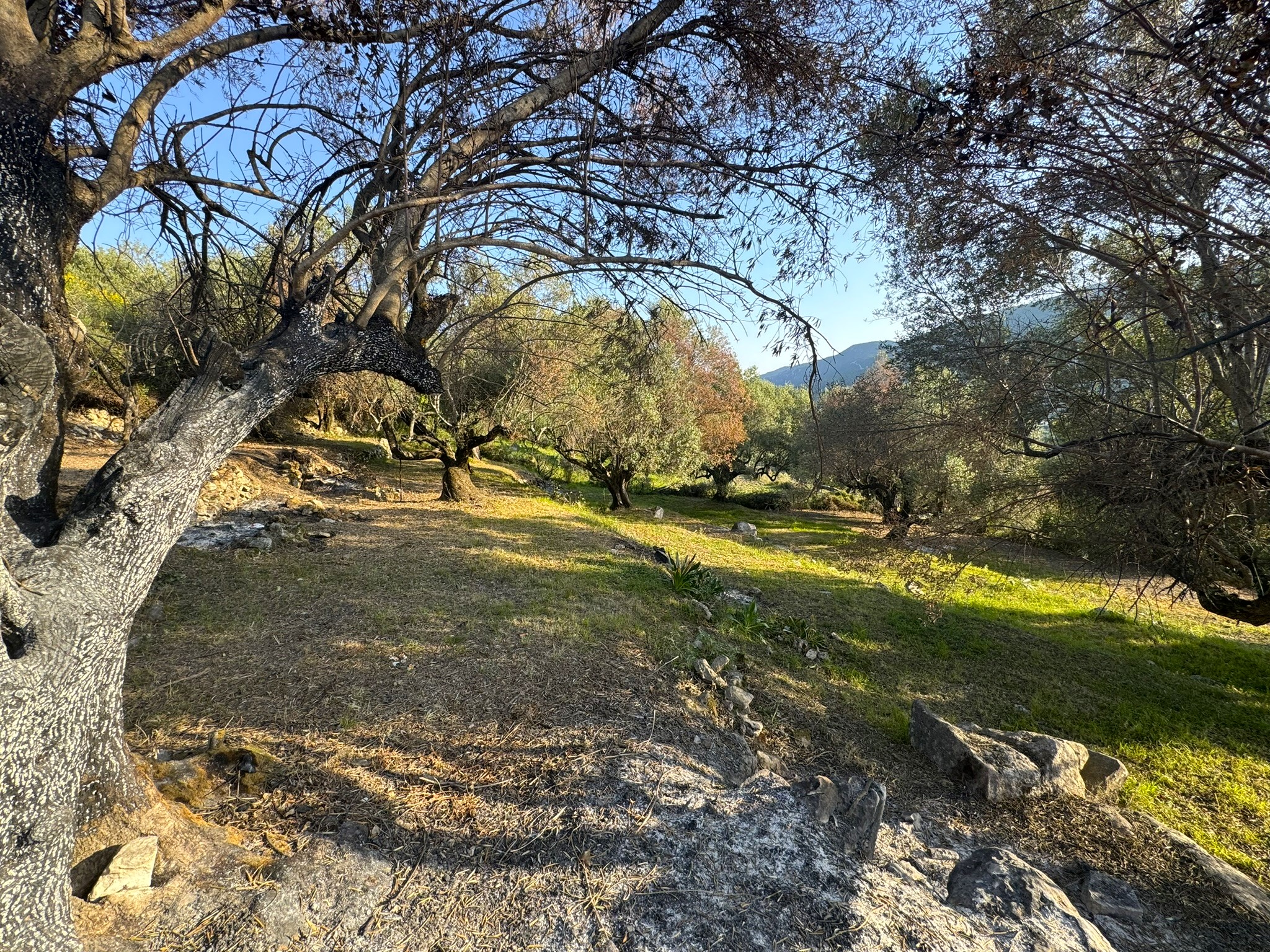 Landscape and terrain of land for sale in Ithaca Greece Pilikata