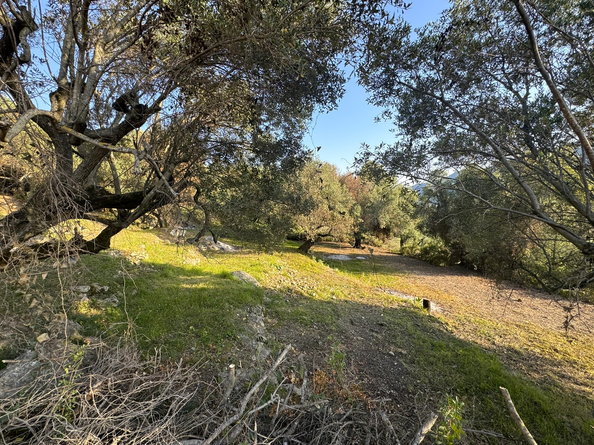 Landscape and terrain of land for sale in Ithaca Greece Pilikata