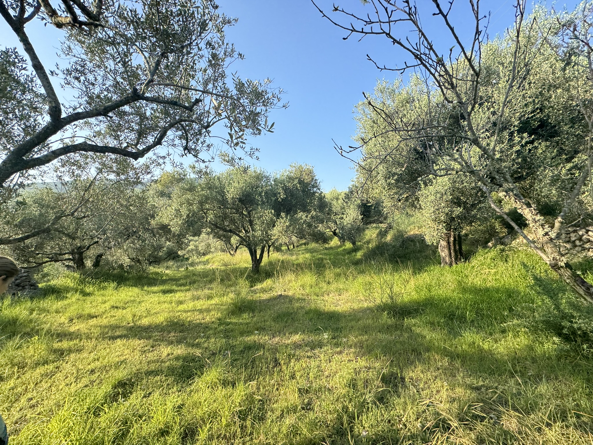 Landscape and terrain of land for sale in Ithaca Greece Pilikata