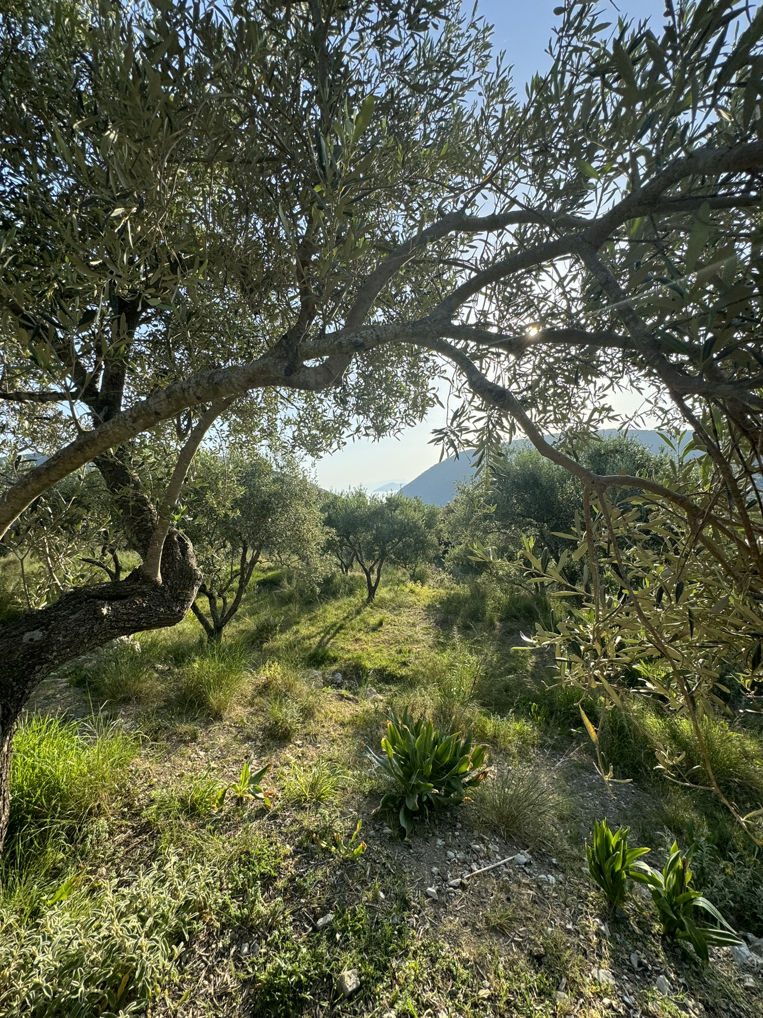 Landscape and terrain of land for sale in Ithaca Greece Pilikata