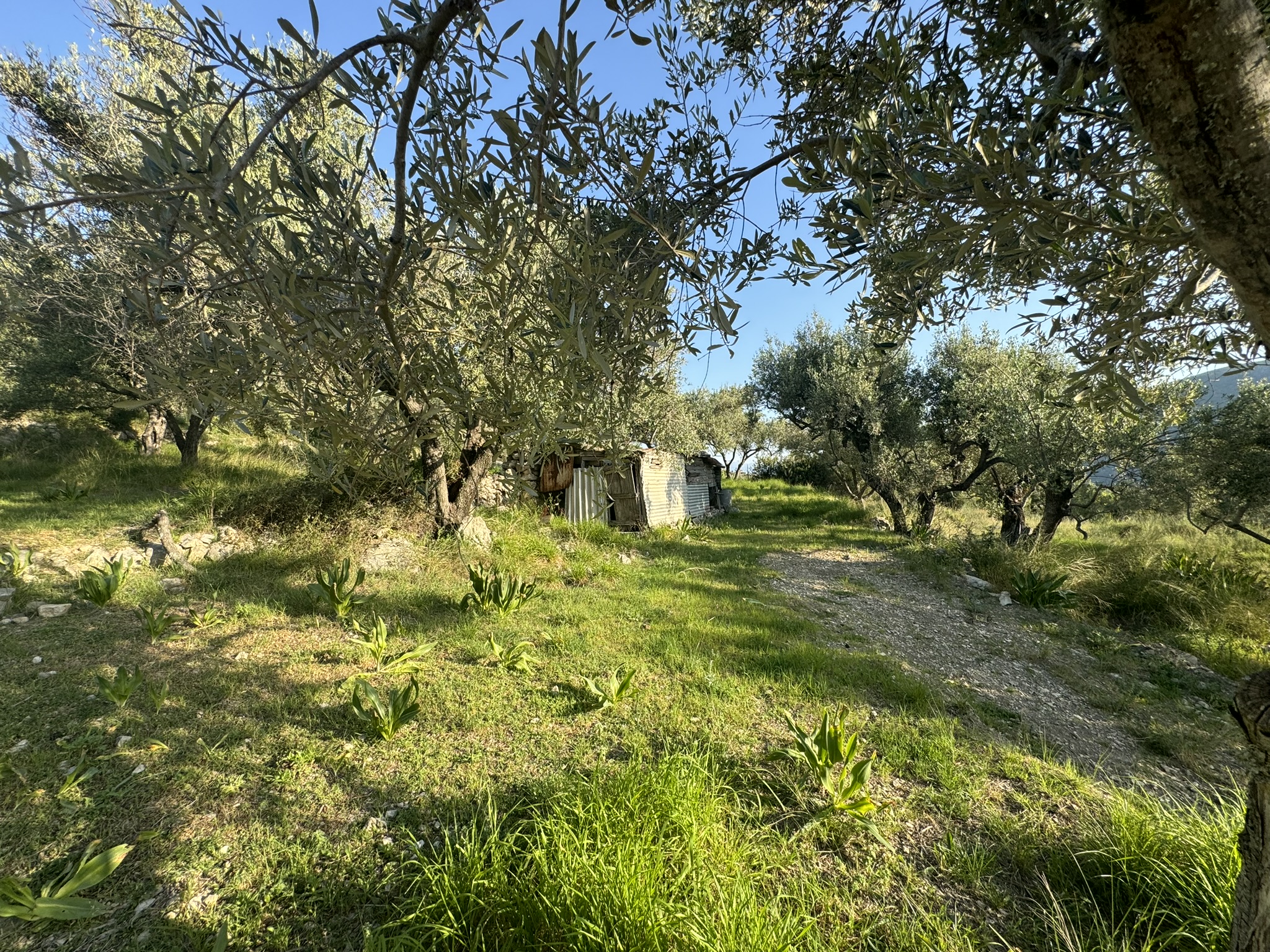 Landscape and terrain of land for sale in Ithaca Greece Pilikata