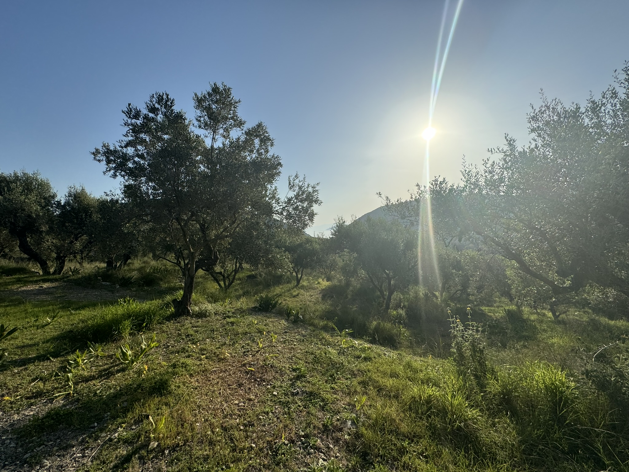 Landscape and terrain of land for sale in Ithaca Greece Pilikata