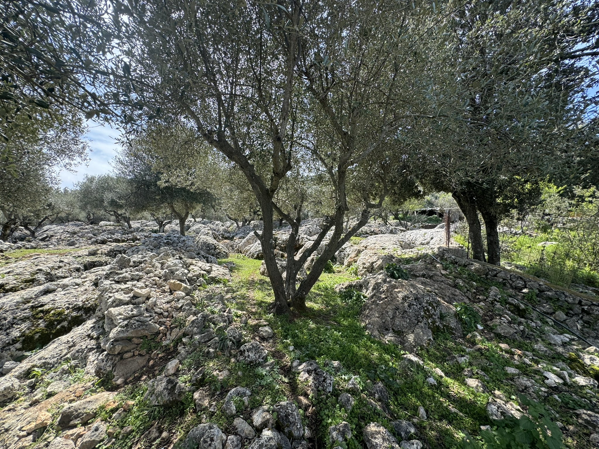Terrain and olive groves of land for sale in Ithaca Greece Anoghi