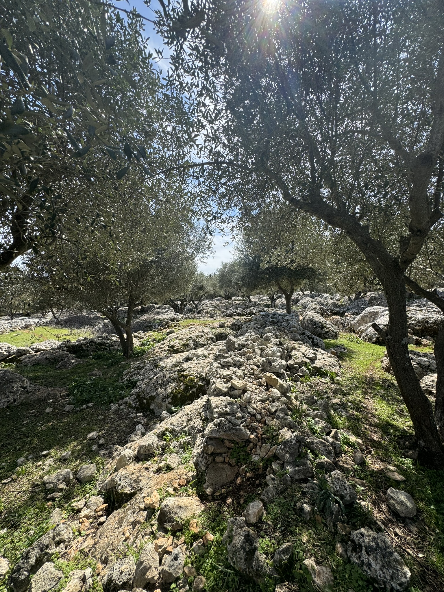 Terrain and olive groves of land for sale in Ithaca Greece Anoghi