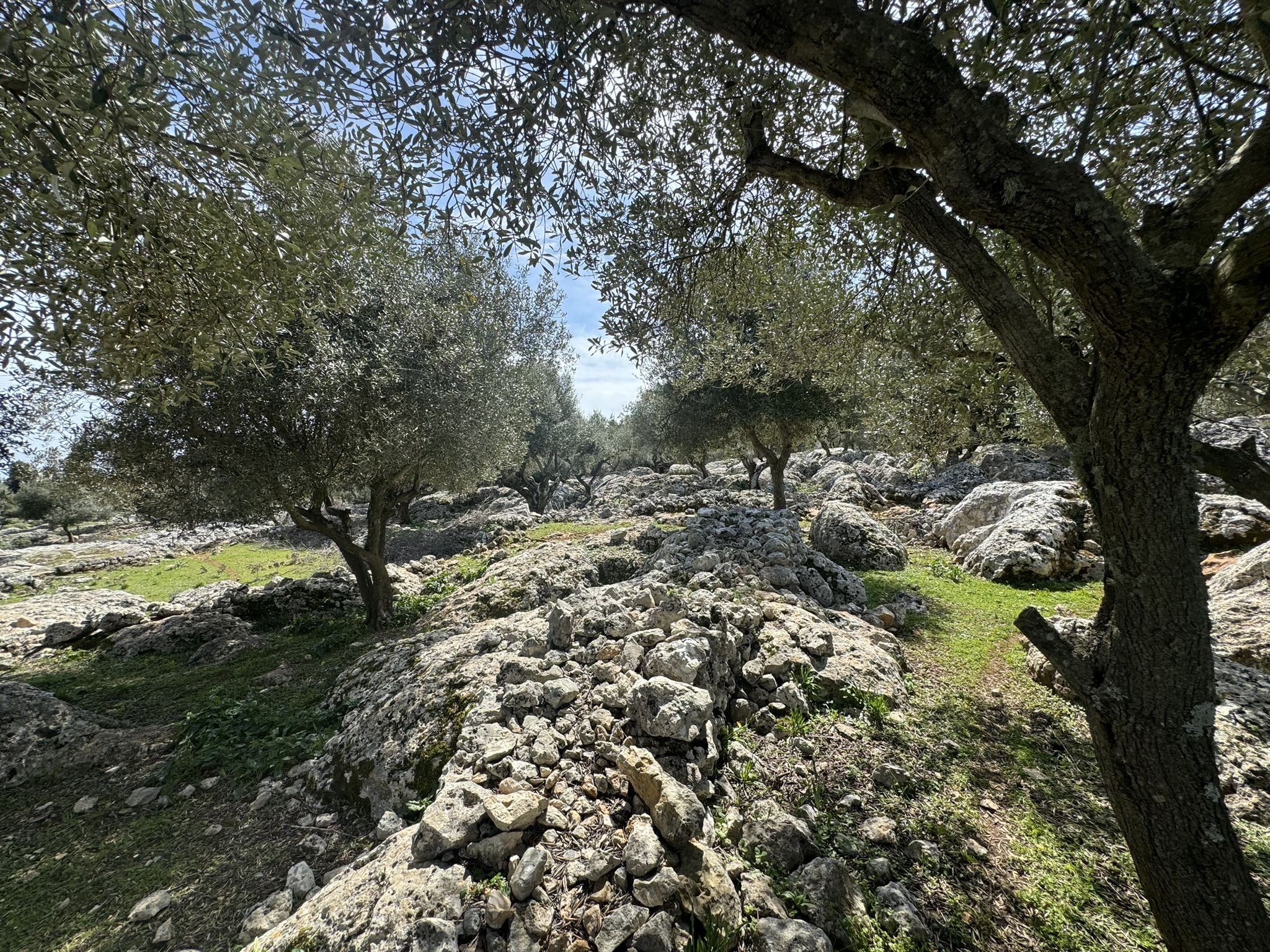 Terrain and olive groves of land for sale in Ithaca Greece Anoghi