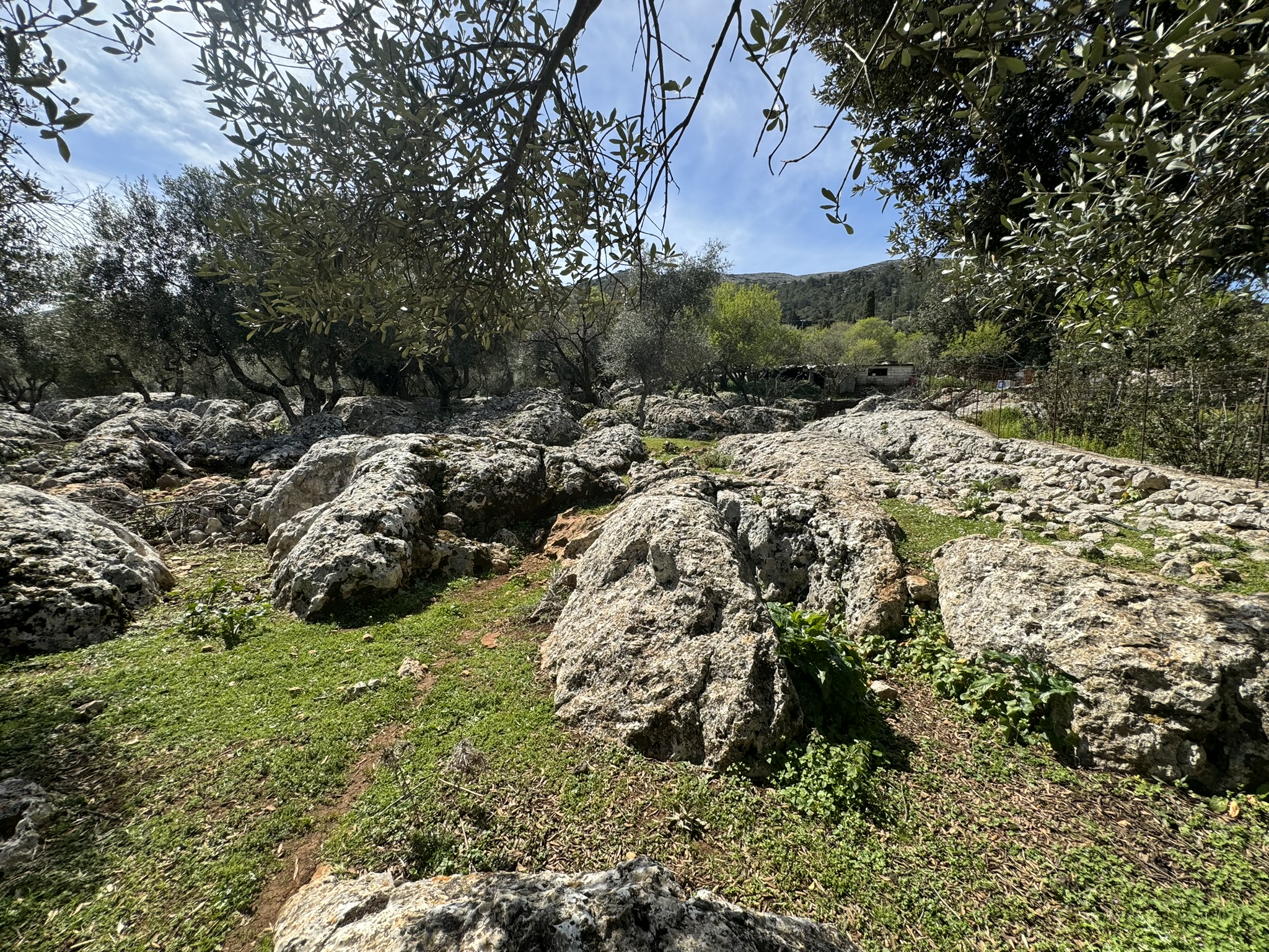 Terrain and olive groves of land for sale in Ithaca Greece Anoghi