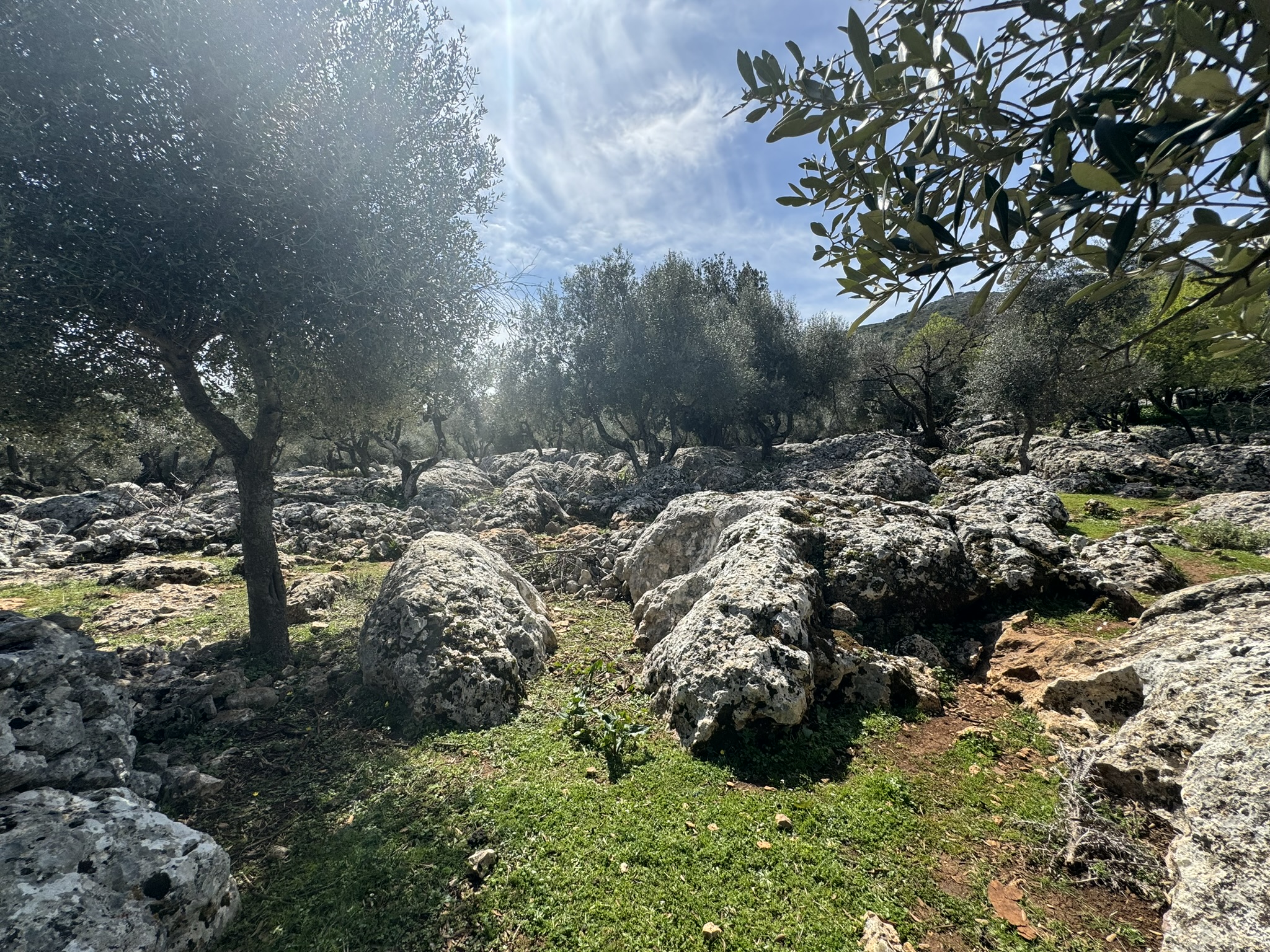 Terrain and olive groves of land for sale in Ithaca Greece Anoghi