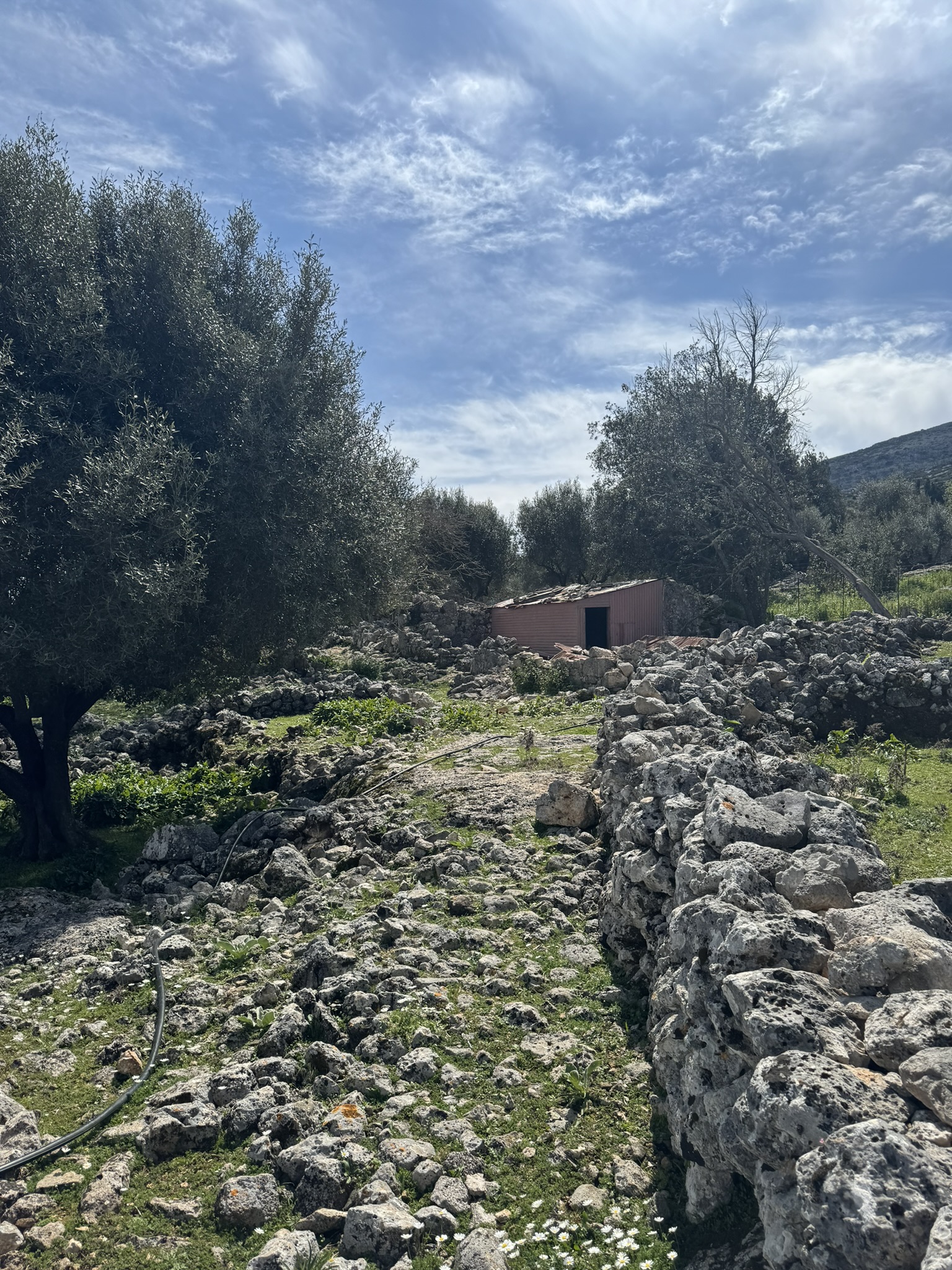 Terrain and olive groves of land for sale in Ithaca Greece Anoghi
