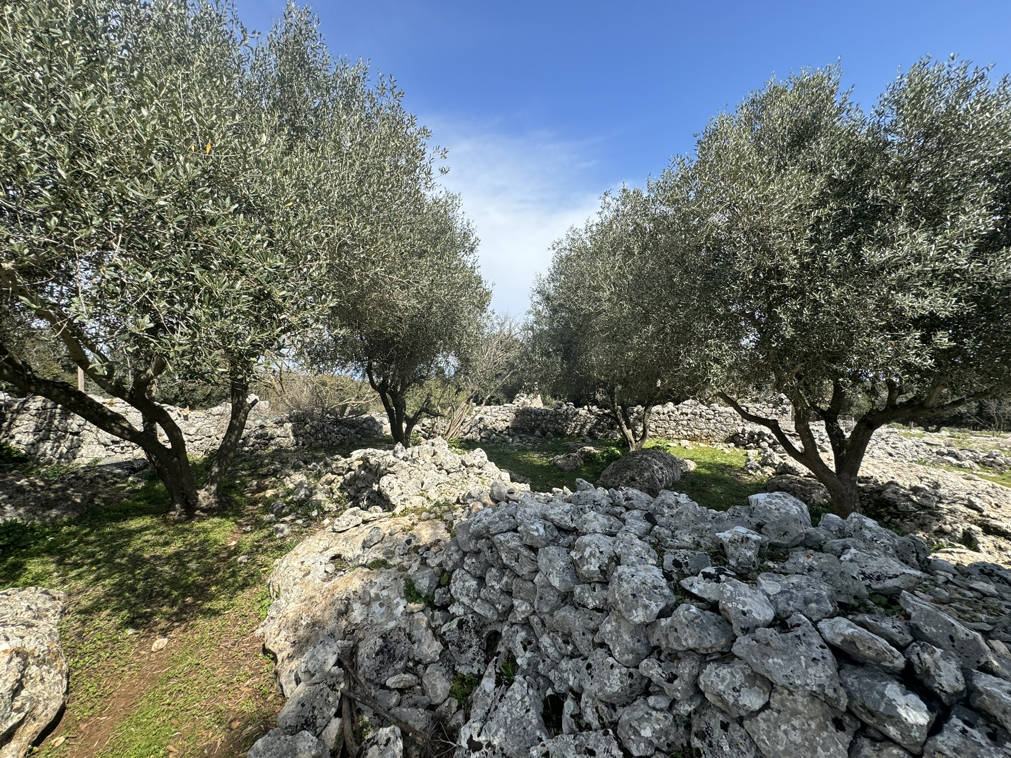 Terrain and olive groves of land for sale in Ithaca Greece Anoghi