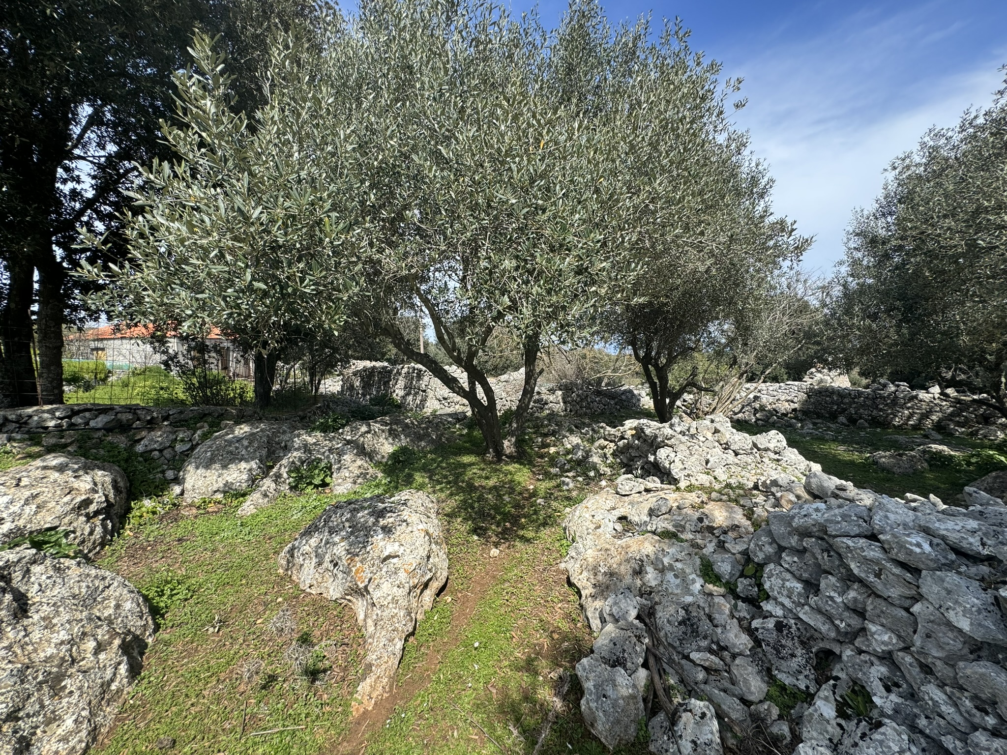 Terrain and olive groves of land for sale in Ithaca Greece Anoghi