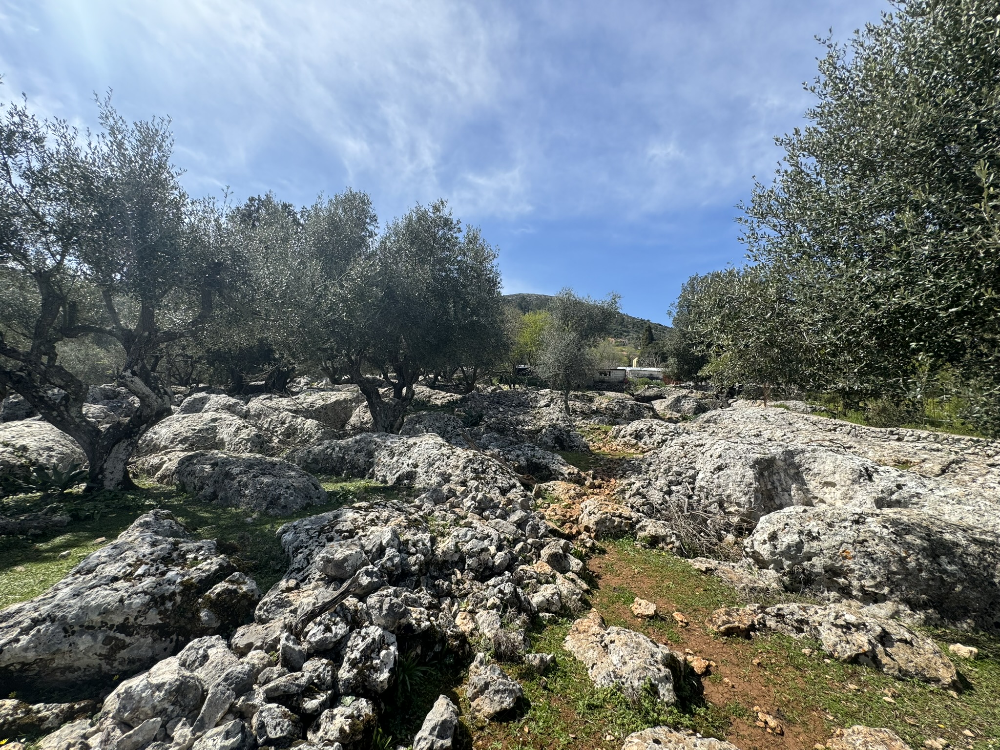 Terrain and olive groves of land for sale in Ithaca Greece Anoghi