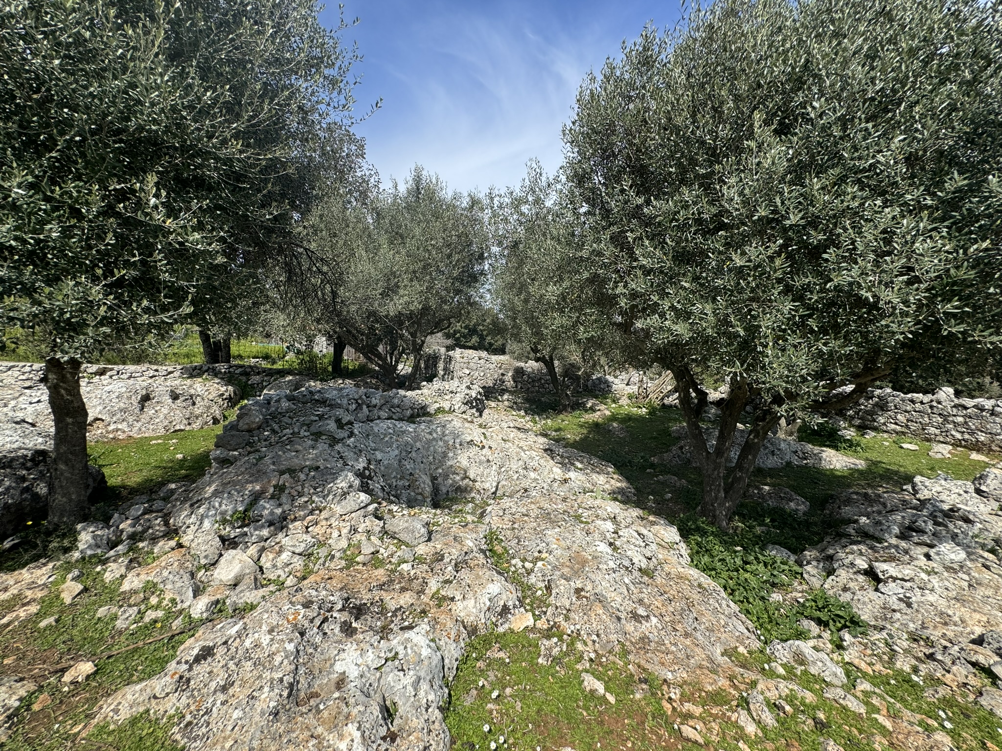 Terrain and olive groves of land for sale in Ithaca Greece Anoghi