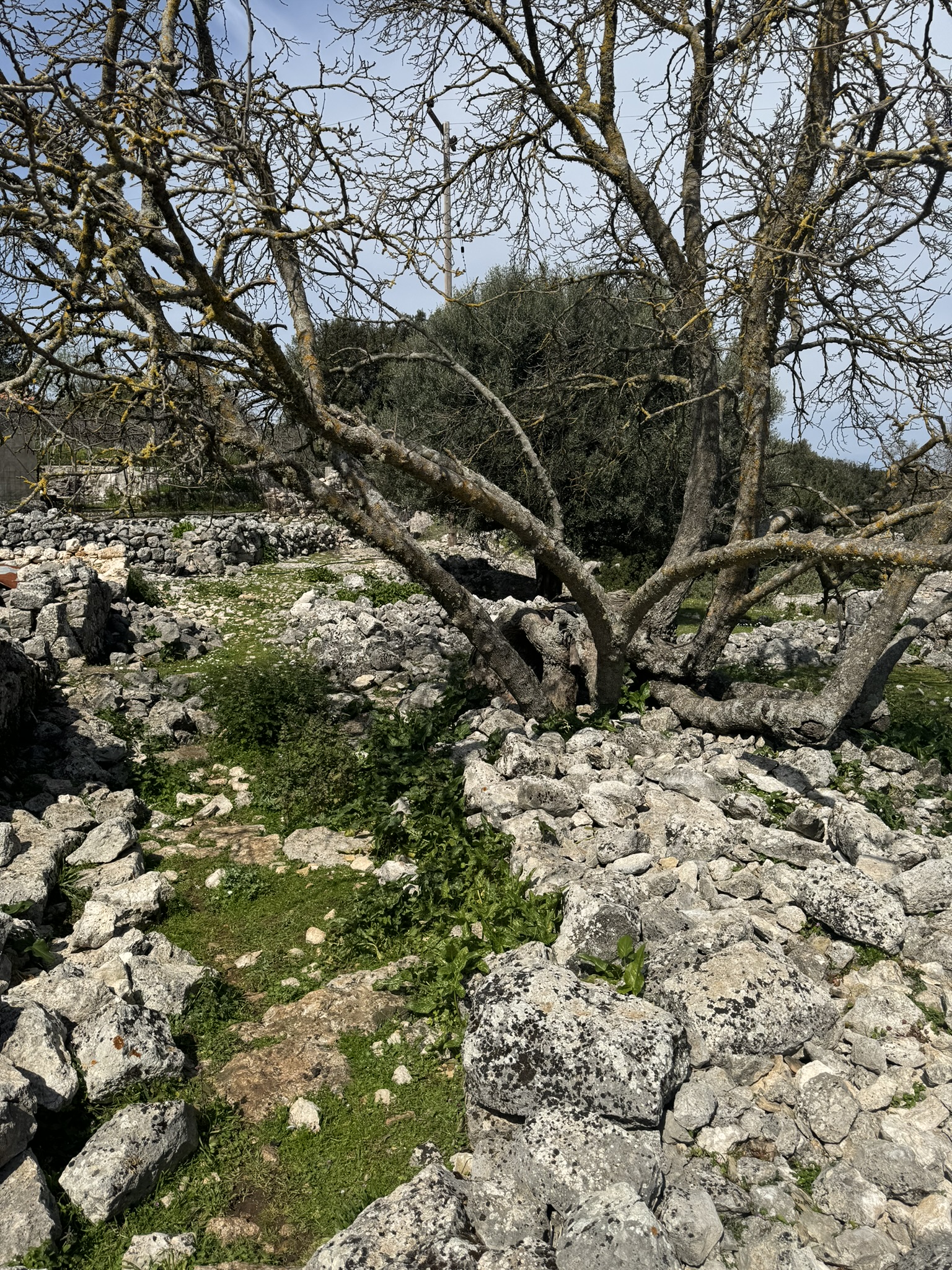 Terrain and landscape of land for sale in Ithaca Greece Anoghi