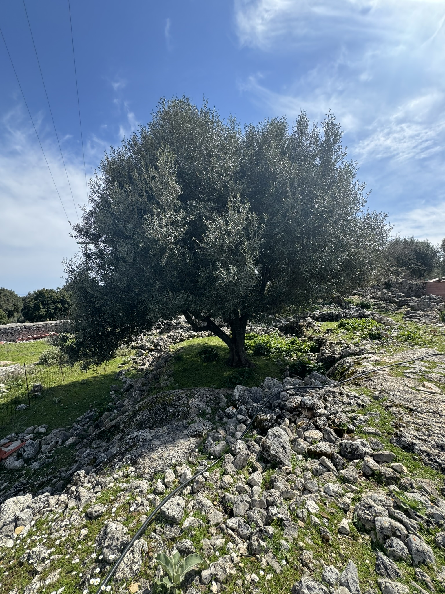 Terrain and olive groves of land for sale in Ithaca Greece Anoghi