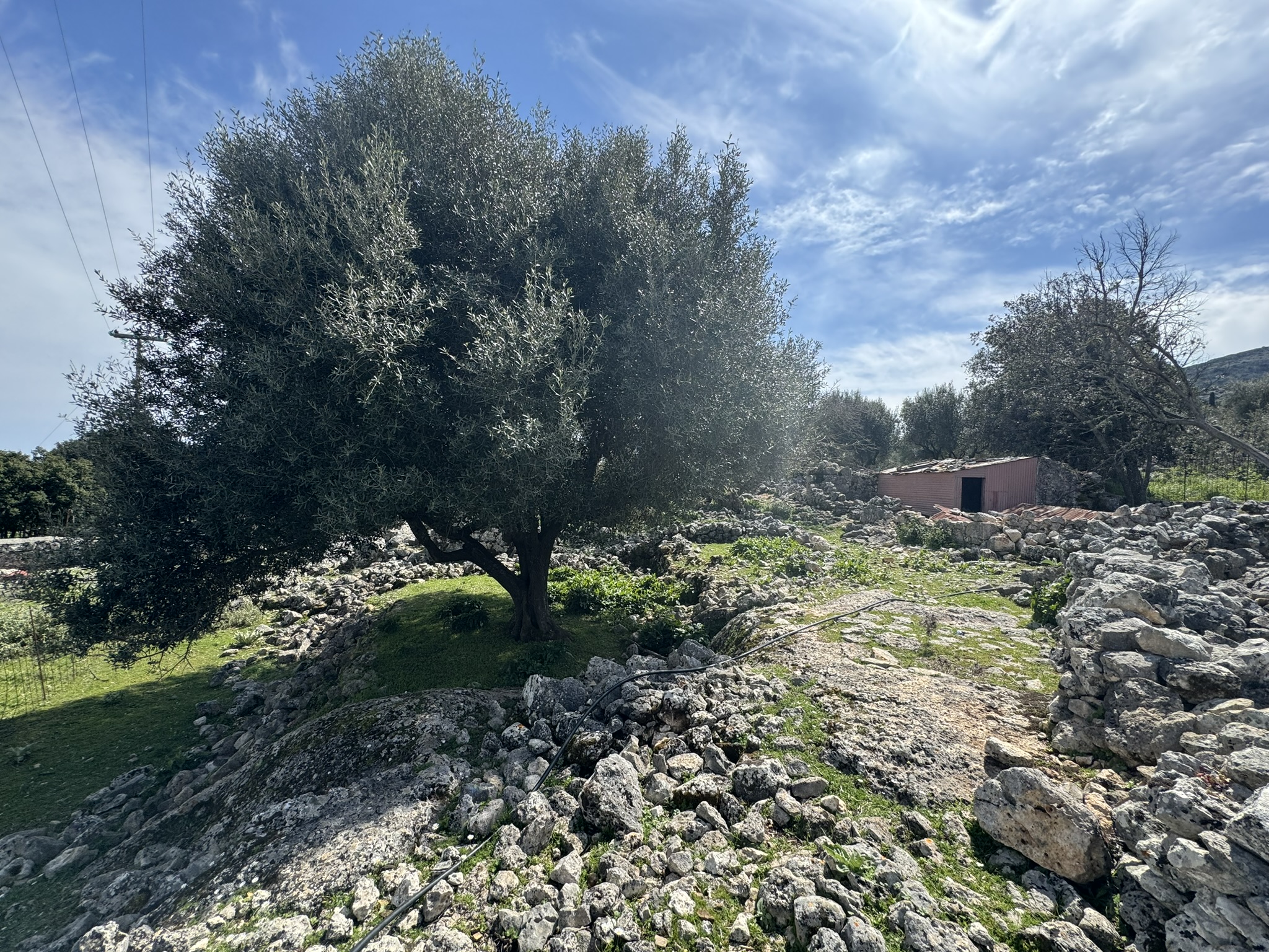 Terrain and olive groves of land for sale in Ithaca Greece Anoghi
