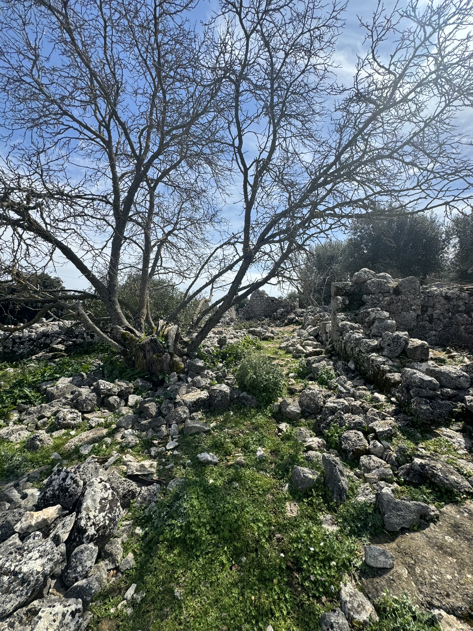 Terrain and landscape of land for sale in Ithaca Greece Anoghi