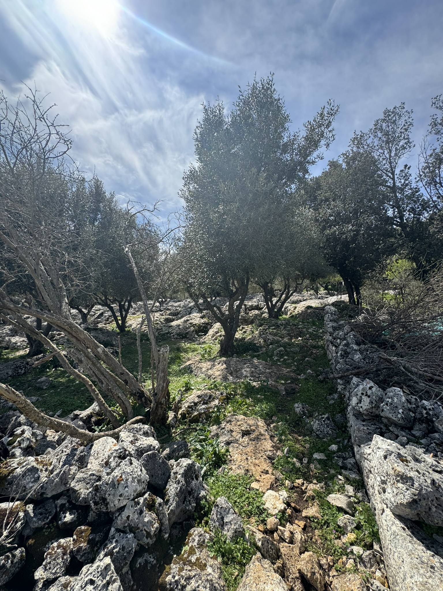 Terrain and olive groves of land for sale in Ithaca Greece Anoghi