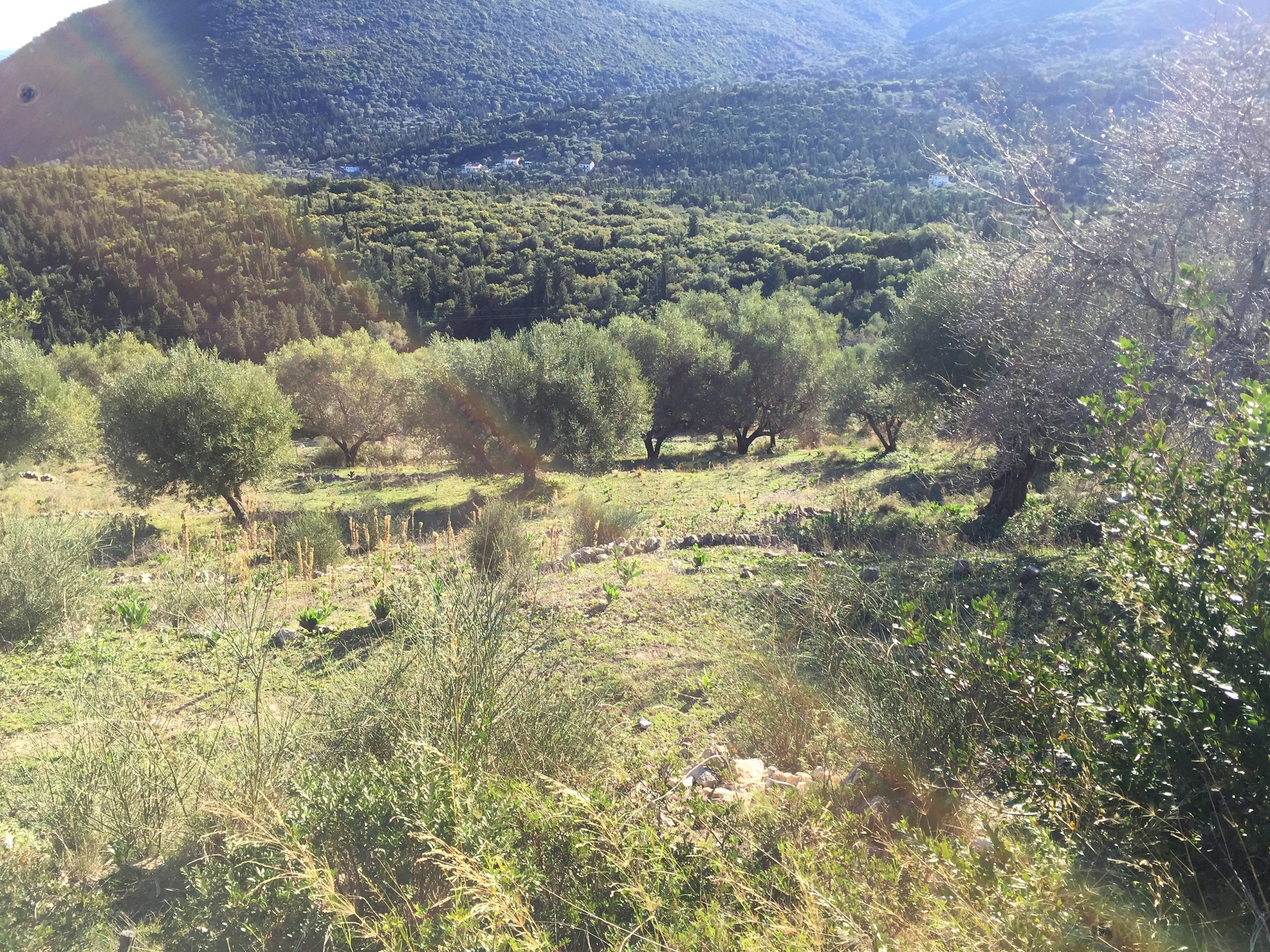 Terrain and landscape of land with building license for sale in Ithaca Greece Pilikata