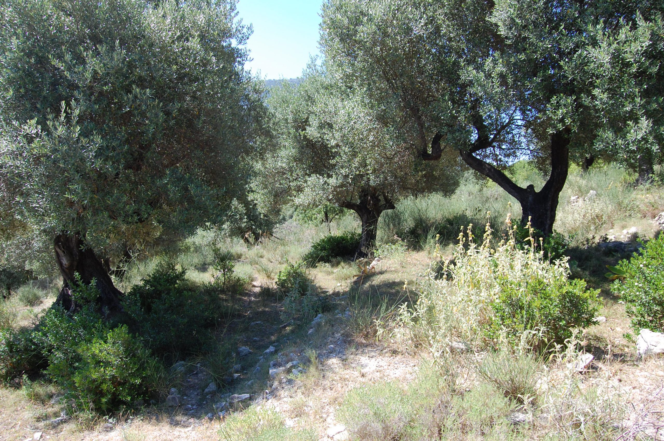 Olive groves and landscape of land with building license for sale in Ithaca Greece Pilikata