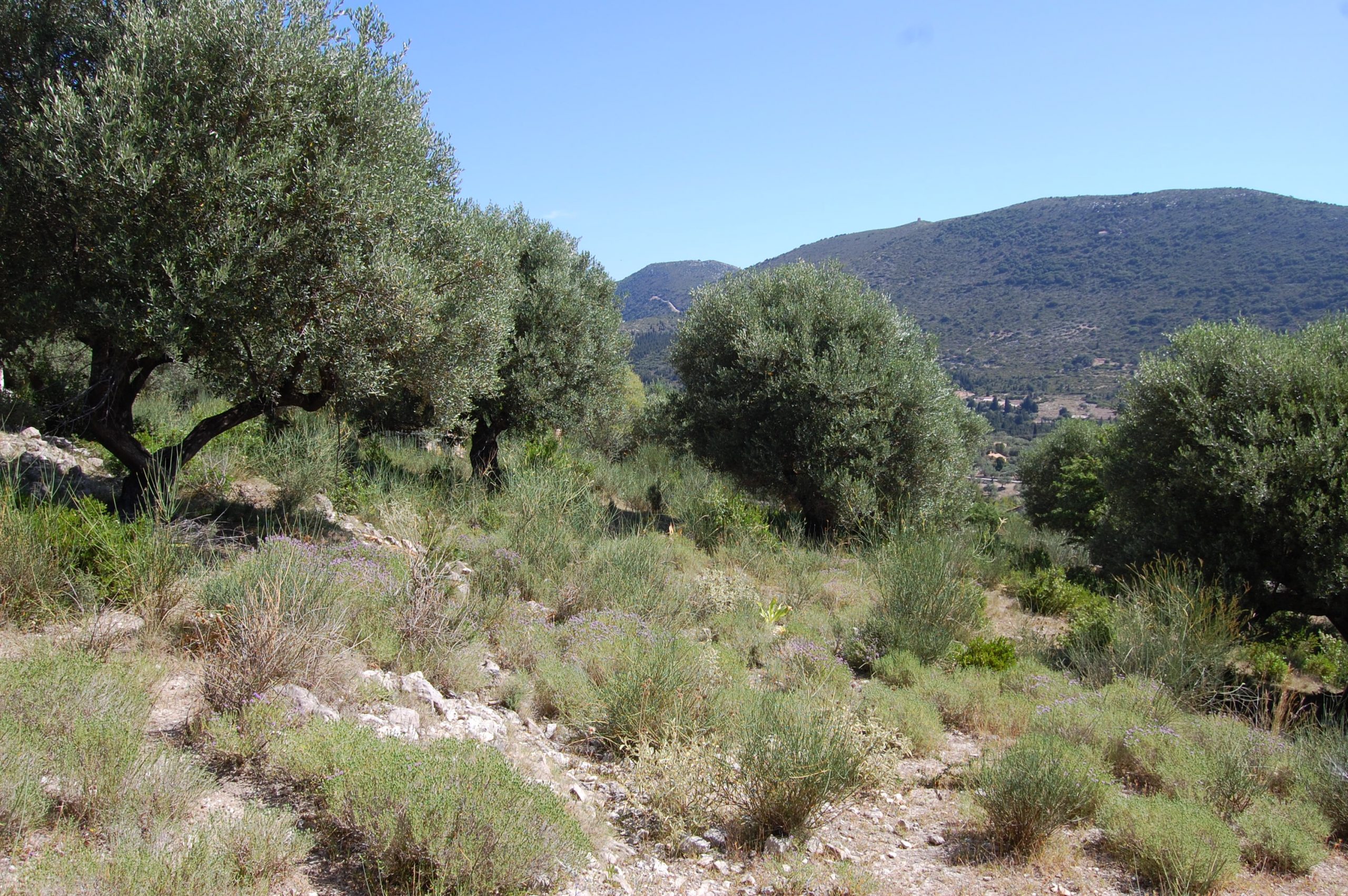 Olive groves and landscape of land with building license for sale in Ithaca Greece Pilikata