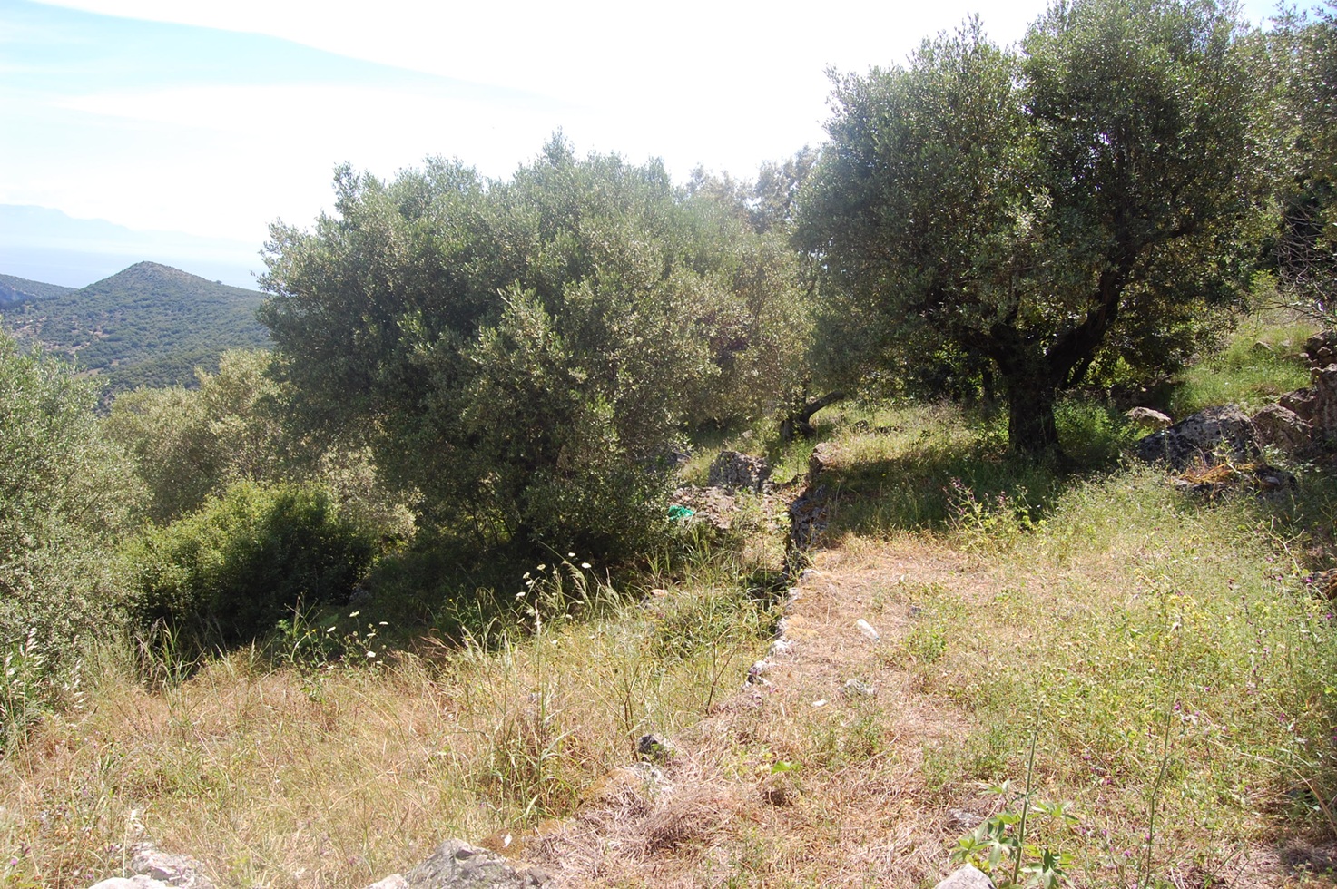 Landscape and terrain of land for sale in Ithaca Greece, Perachori